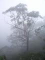 Fog, Point Lookout IMGP8769